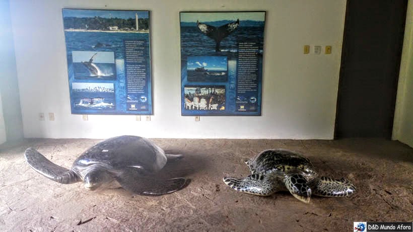 Tartarugas marinhas Castelo Garcia D'Ávila - O que fazer na Praia do Forte (Bahia)