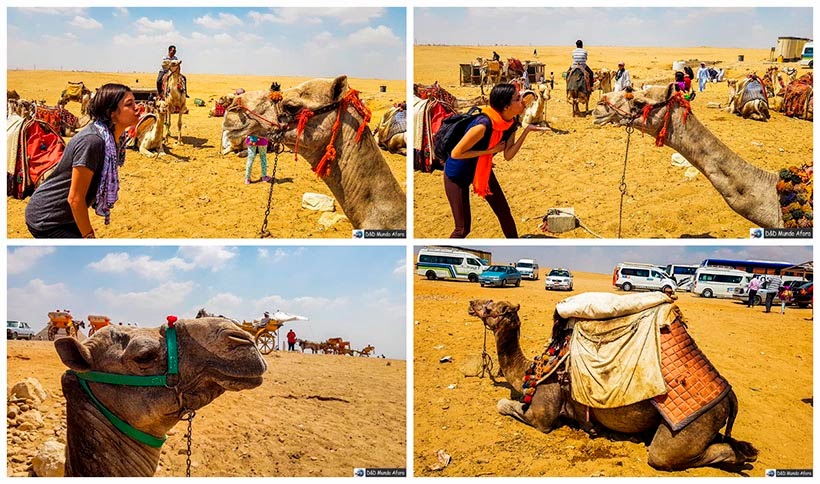 Passeio de camelo em frente às pirâmides de Gizé - Diário de Bordo: 2 dias no Cairo 