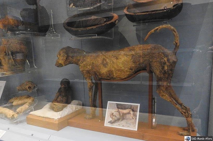 Múmias de animais no Museu do Cairo, Egito