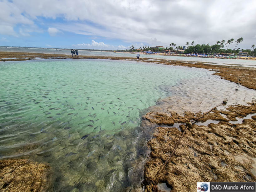 Piscinas naturais de Porto de Galinhas