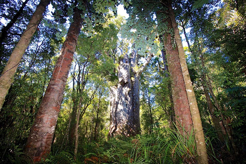 Floresta de Kauri. Foto: Divulgação